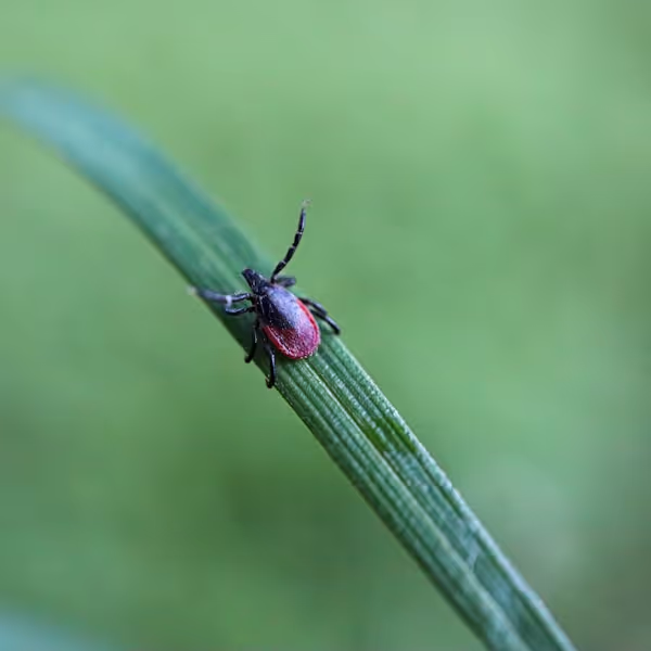 Ziekte van Lyme (Borrelia)